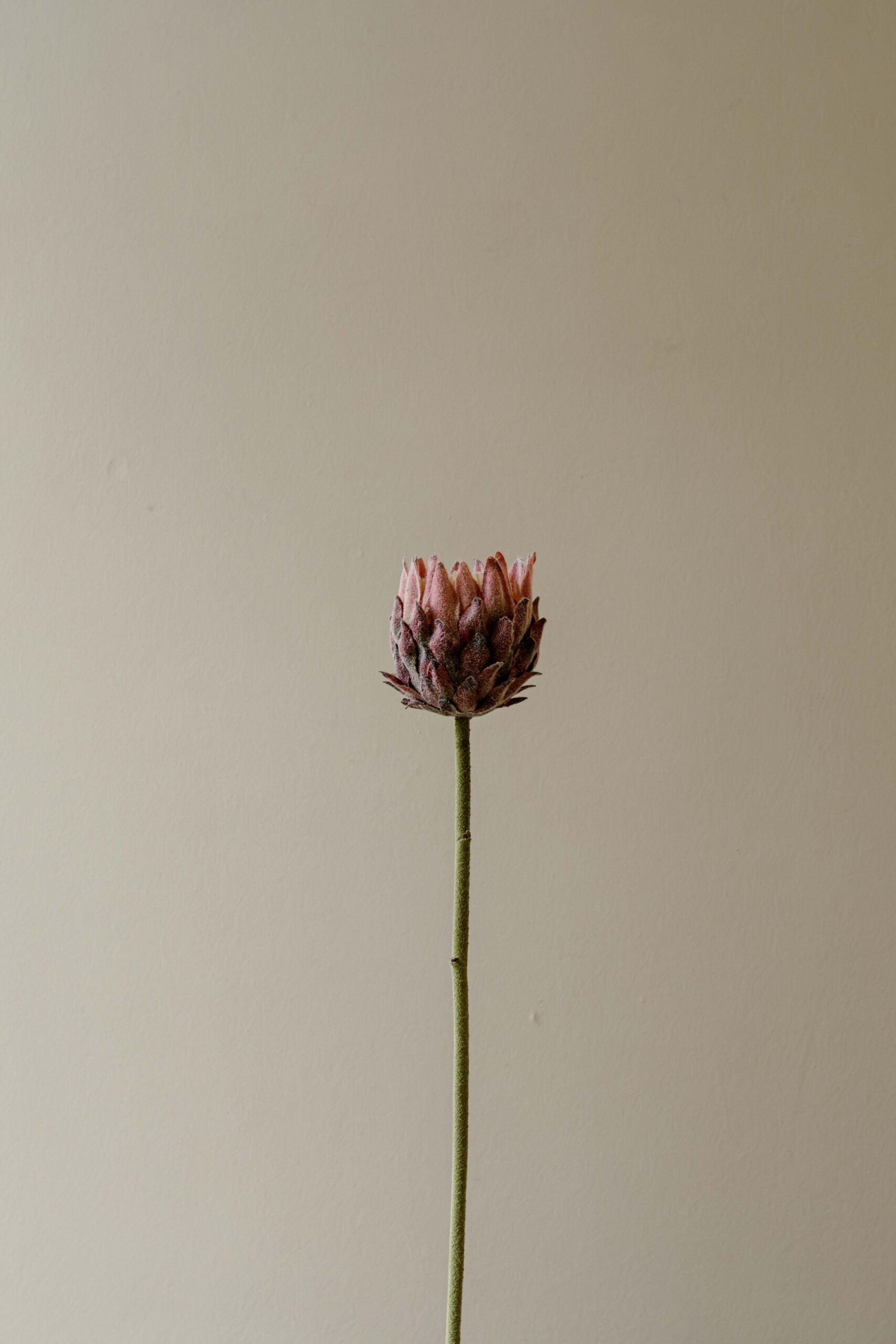 Indore Silva - Protea - Paars - kunsttak - zijde