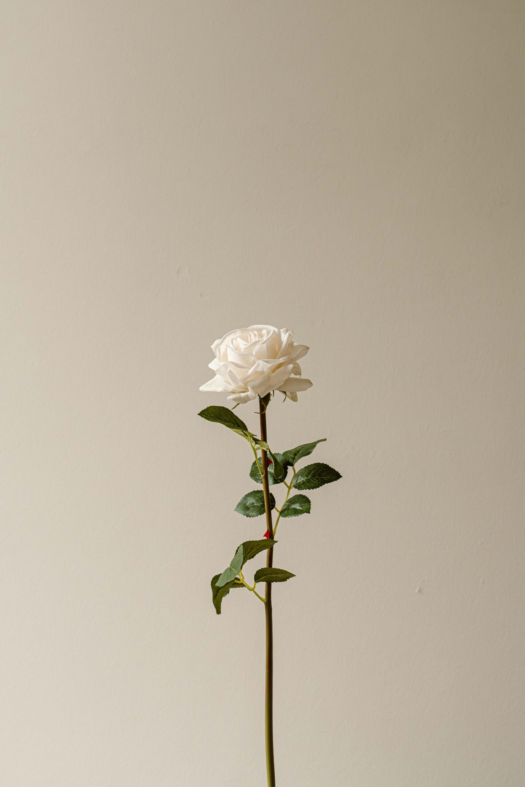 Indore Silva - Roos - wit - kunsttak - zijde