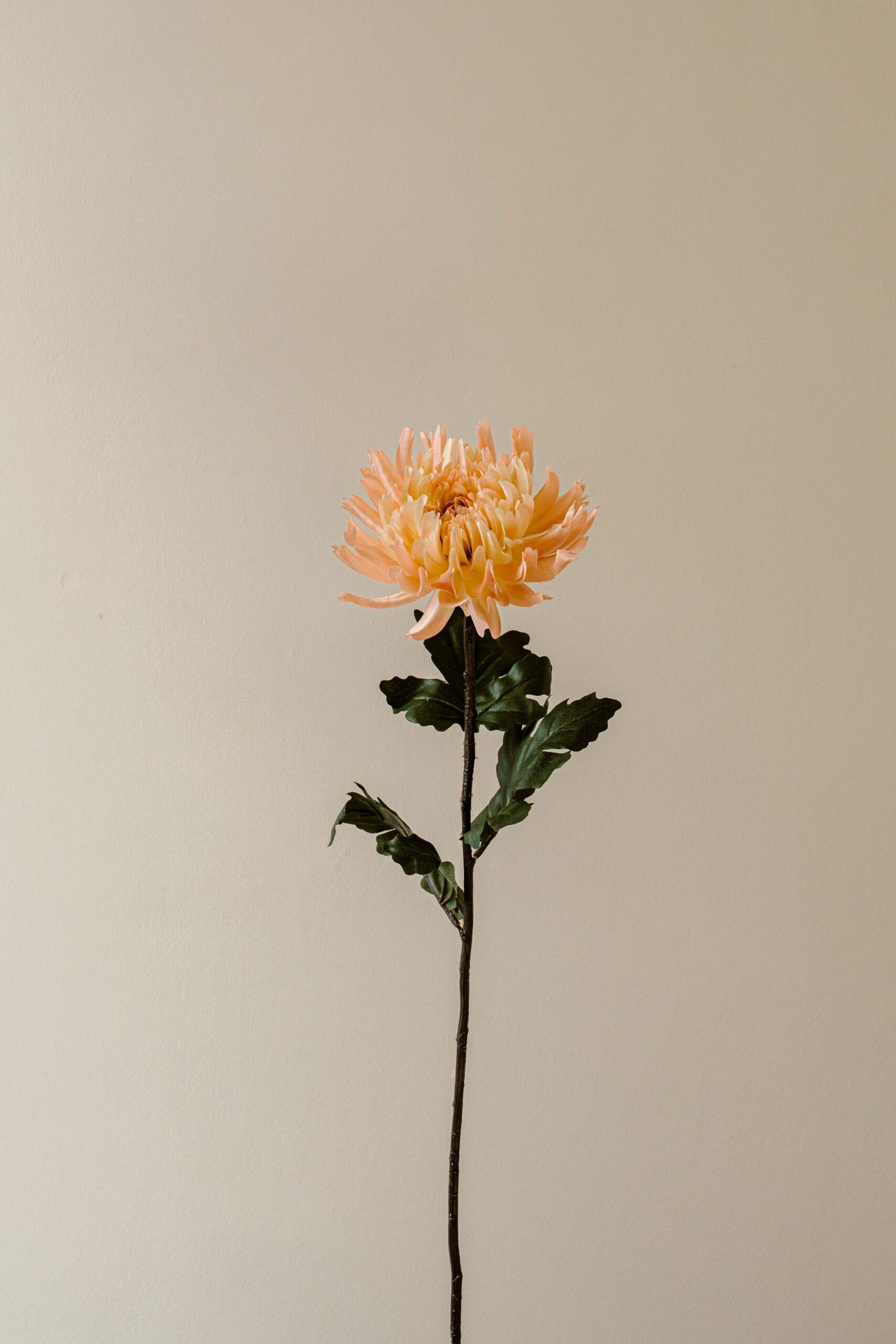 Indore Silva - Chrysant - Licht roze - kunsttak - zijde