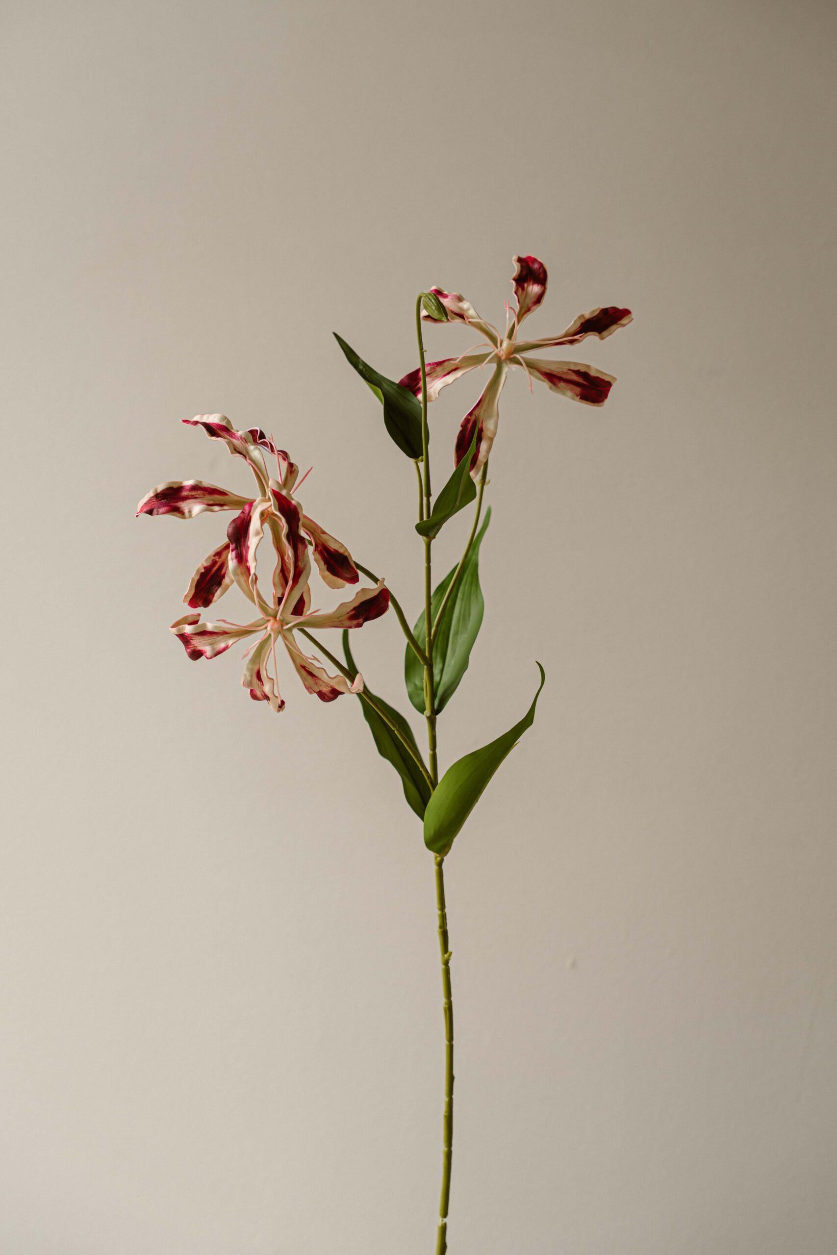 Indore Silva - Prachtlely - Roze - kunsttak - zijde