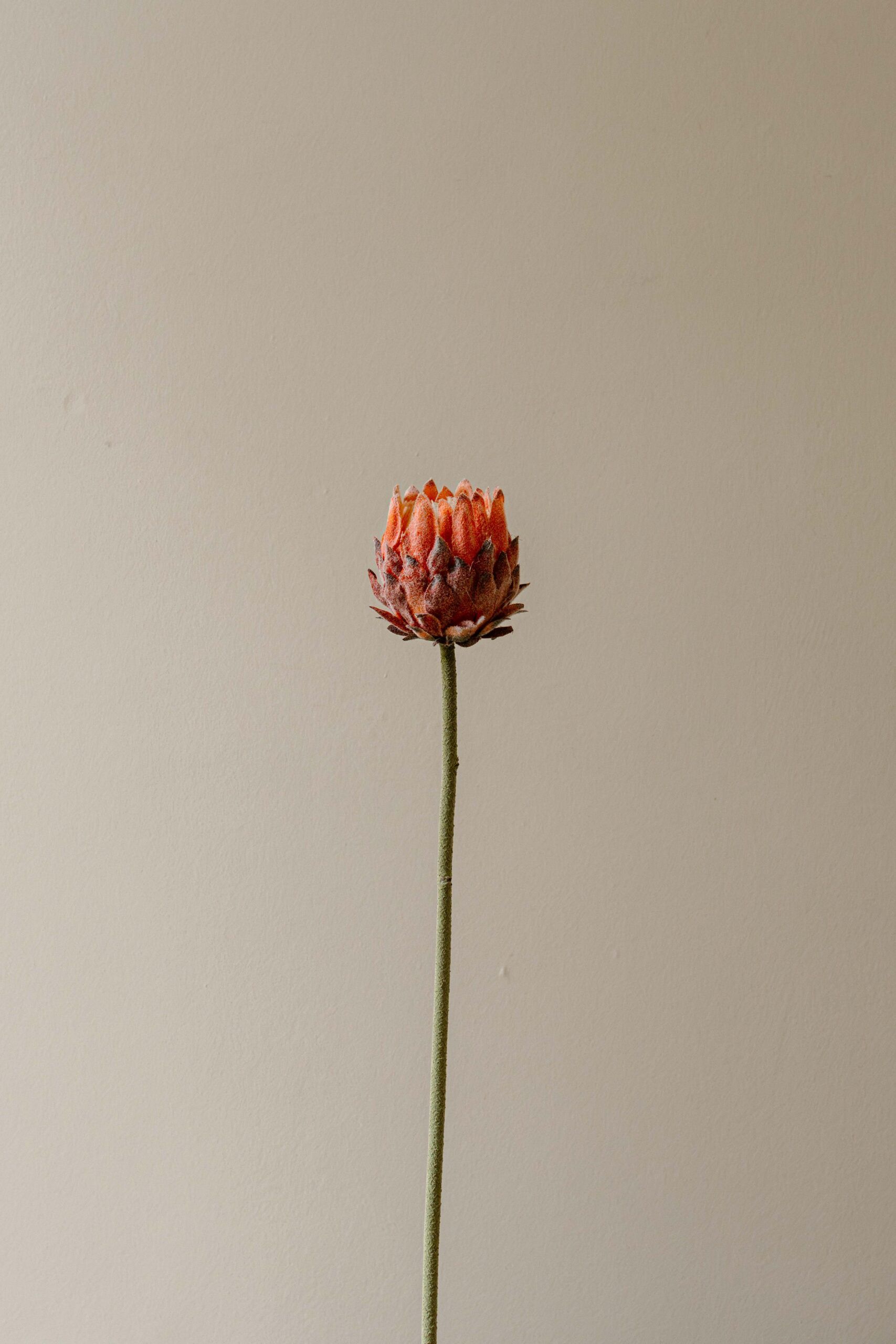 Indore Silva - Protea - Roze - kunsttak - zijde