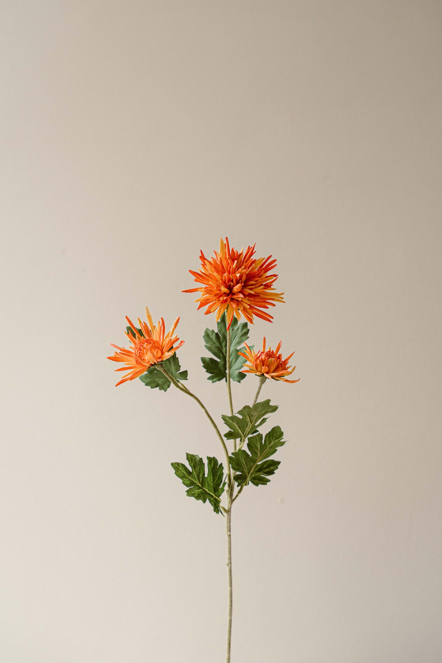 Indore Silva - Chrysant - Oranje - kunsttak - zijde