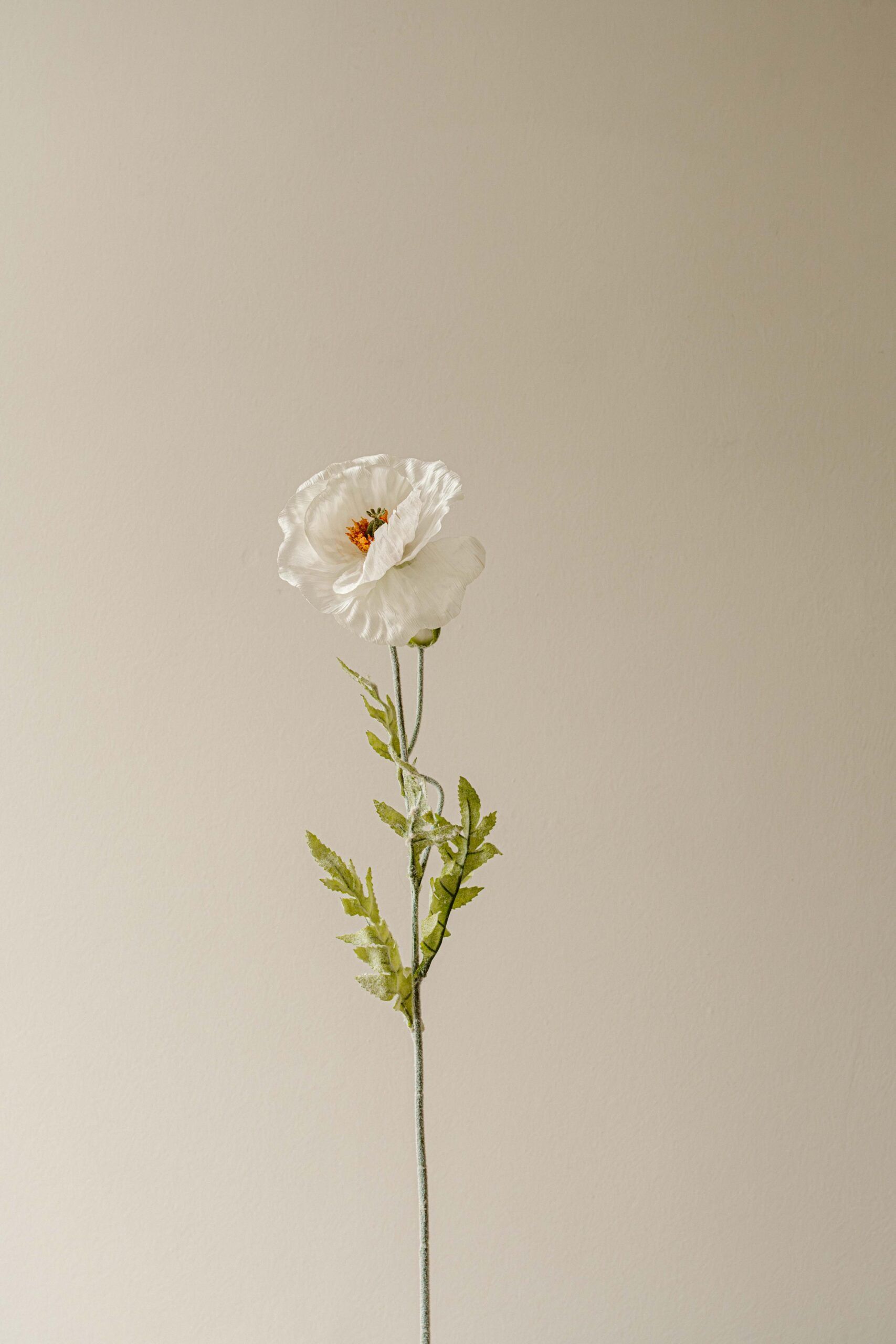 Indore Silva - Klaproos - Wit - kunsttak - zijde