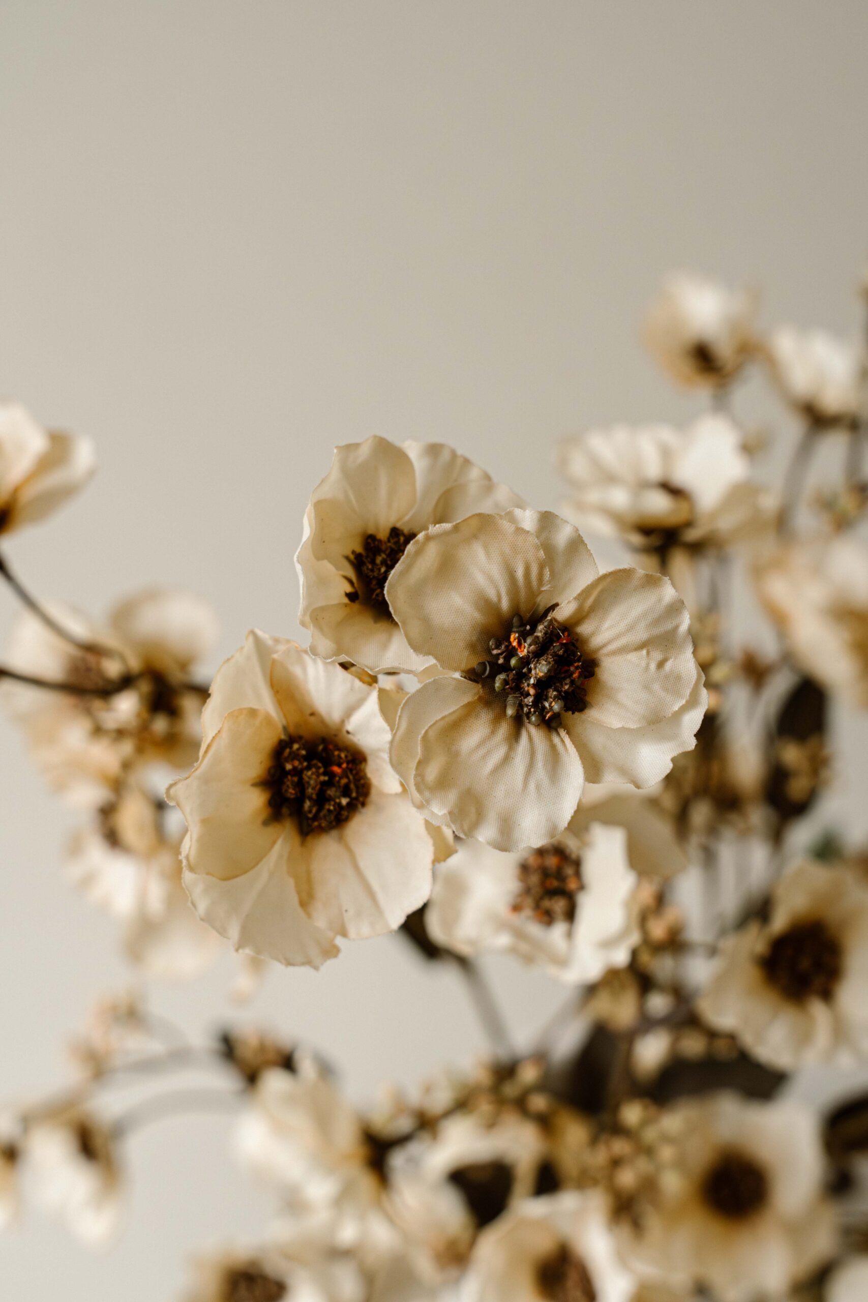 Indore Silva - Chaenomeles speciosa - Wit - kunsttak - zijde