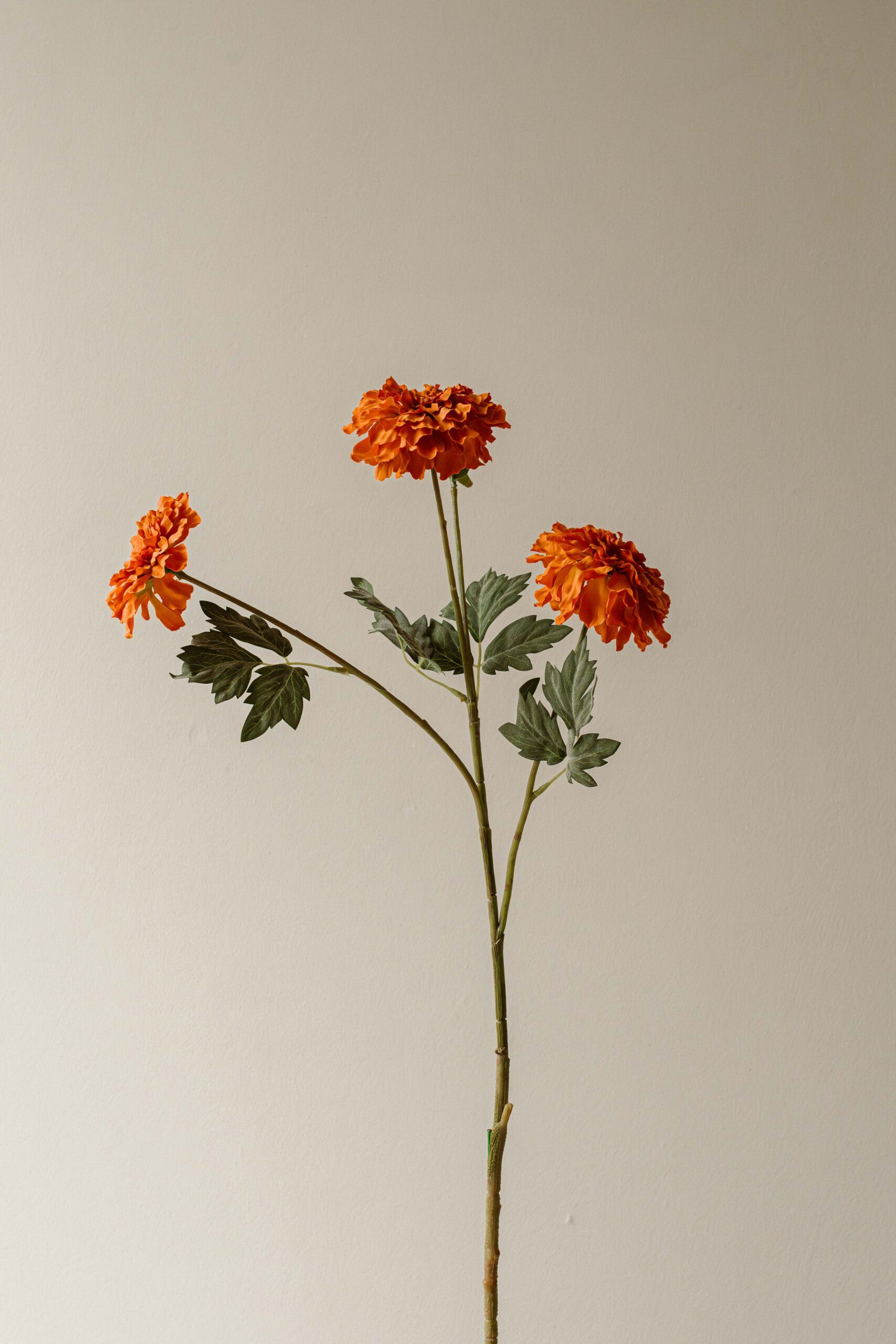 Indore Silva - Tagetes erecta - Oranje - kunsttak - zijde
