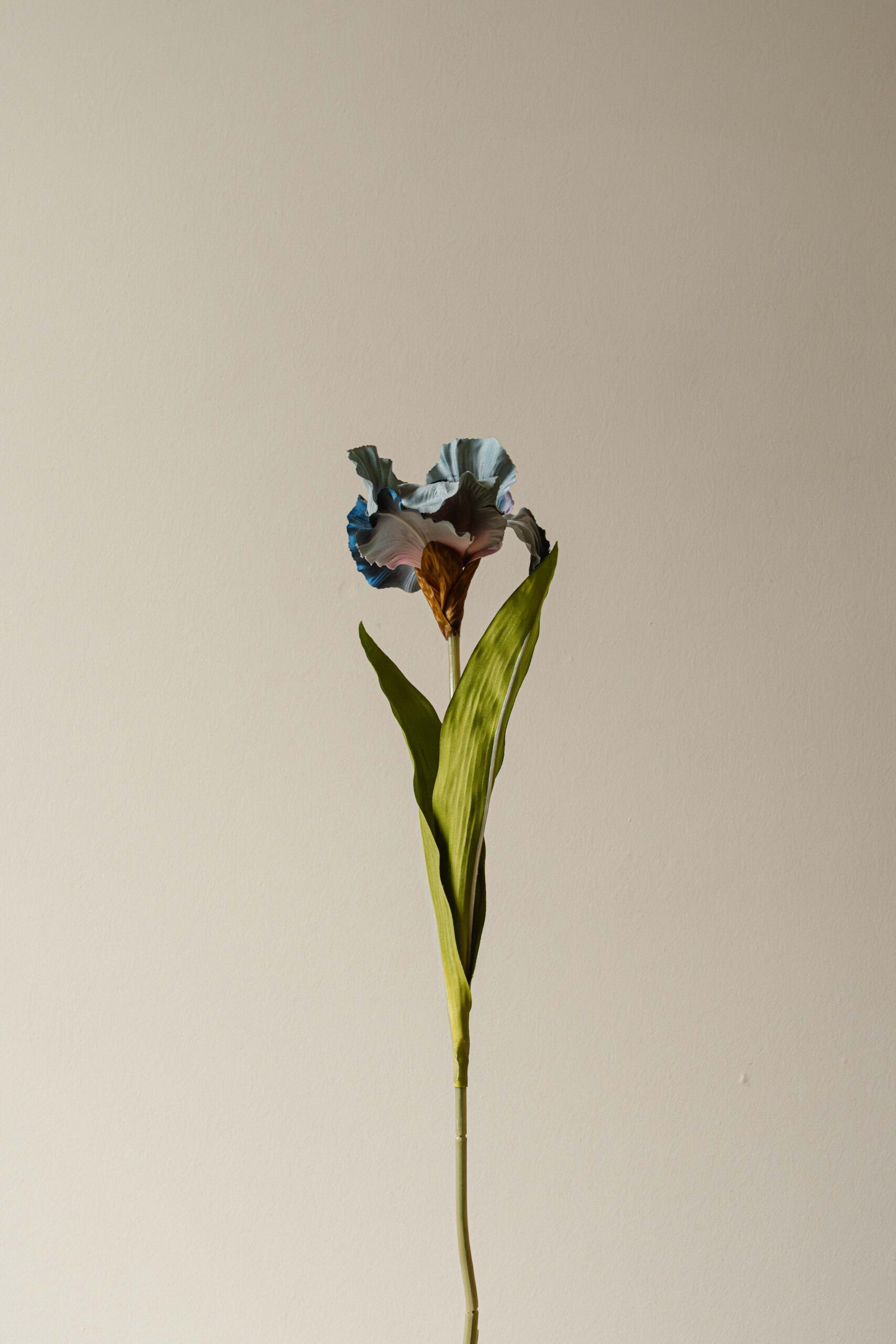 Indore Silva - Iris - Paars - kunsttak - zijde