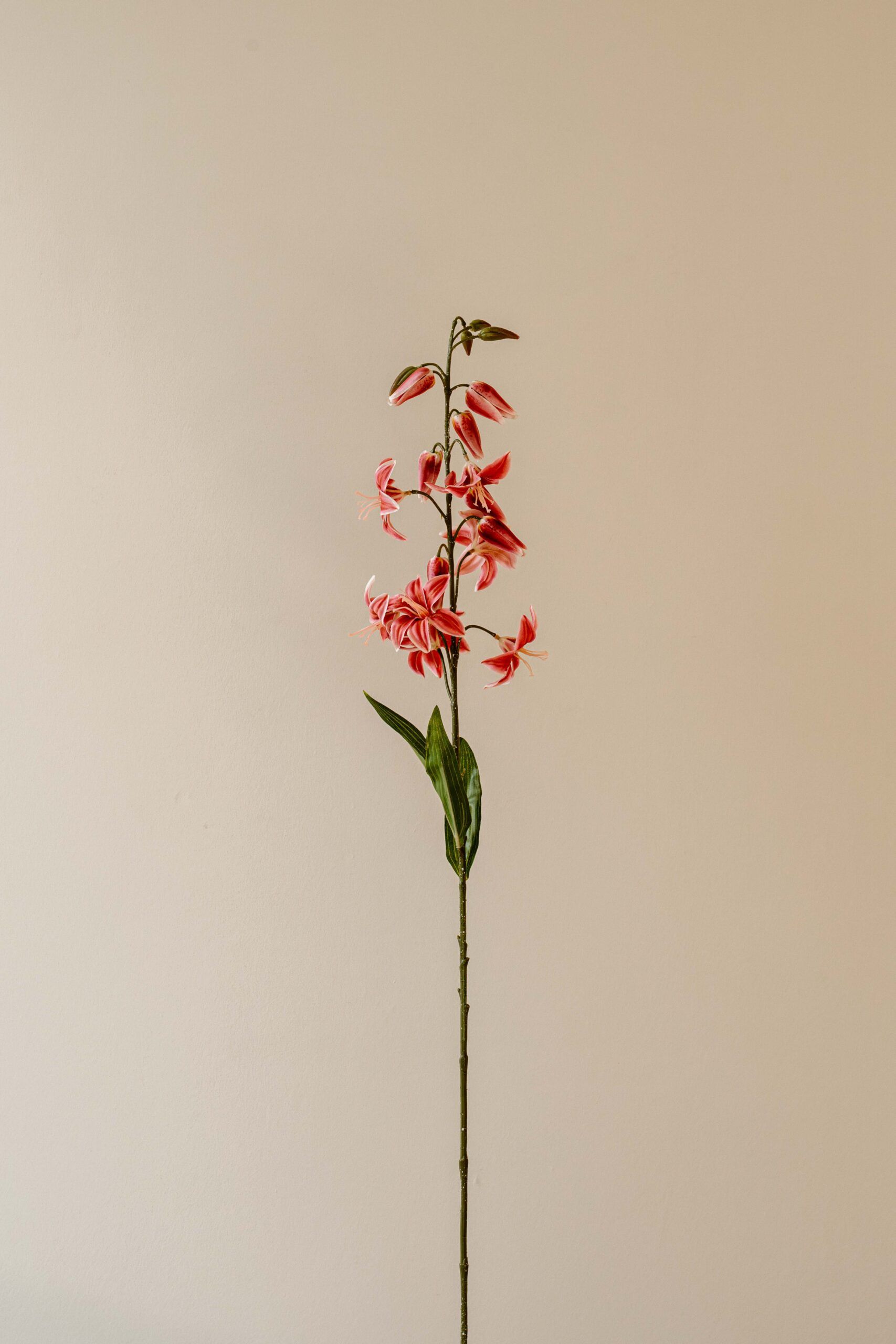 Indore Silva - Lely - Roze - kunsttak - zijde